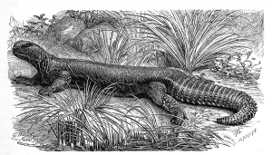 Indian spiny-tailed dragon, Uromastyx hardwickei