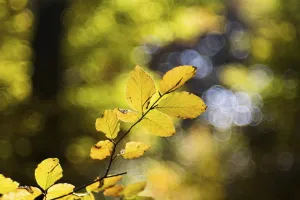 Indian summer in the Swabian Alb