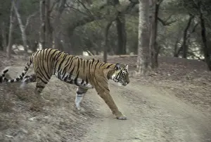 Indian Tiger (Panthera tigris), walking onto track