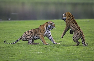 Indian Tigers (Panthera tigris tigris) two cubs