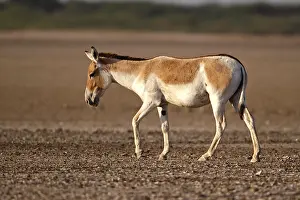 Indian wild ass equus hemionus khur in dry habitat of Rann of Kutch