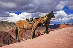 Indigenous guide with packhorses