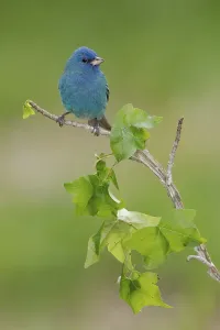 Indigo Bunting (Passerina cyanea) male perched on a branch