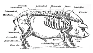 The individual parts of the pig skeleton