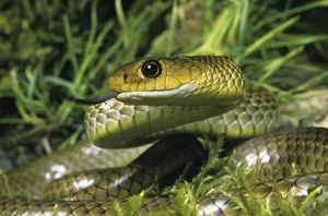 Indo Chinese Rat Chinese ratsnake (ptyas korros)