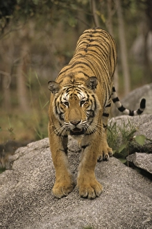 Indo-Chinese Tiger (Panthera tigris corbetti)
