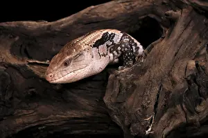 Indonesian blue-tongued skink (Tiliqua gigas)