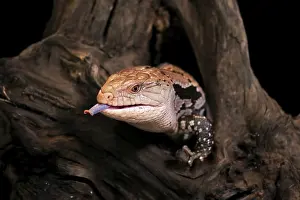 Indonesian blue-tongued skink (Tiliqua gigas)