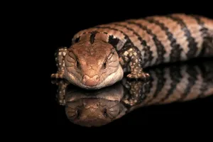 Indonesian blue-tongued skink (Tiliqua gigas)