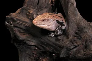 Indonesian blue-tongued skink (Tiliqua gigas)