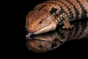 Indonesian blue-tongued skink (Tiliqua gigas)