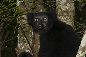 Indri or babakoto (Indri indri)