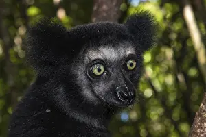 Indri (Indri indri), animal portrait