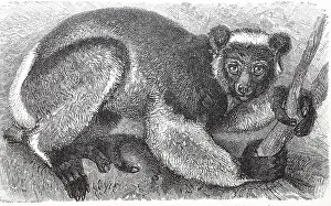 The indri (Indri indri), is a primate species from the Indri-like lemur family