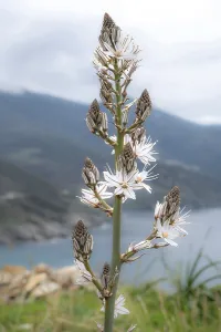 Detail of the inflorescence of Branched asphodel (Asphodelus ramosus)
