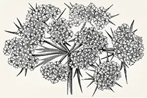 Inflorescence of the species Compound umbel