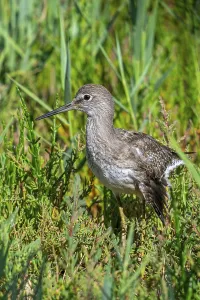 Injured common redshank (Tringa totanus) juvenile with broken wing hiding in glasswort vegetation in coastal saltmarsh