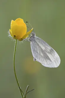Ink-spot white butterfly (Leptidea sinapis)