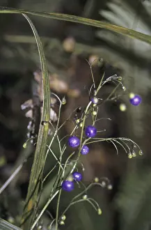 Inkberry (Dianella nigra)