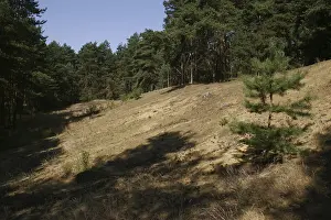 Inland dune