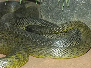 Inland taipan (Oxyuranus microlepidotus)