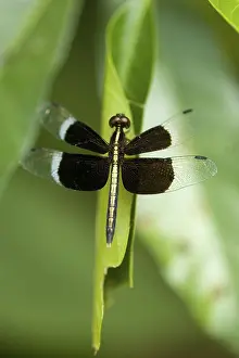 Insect, Dragonfly, Dudhwa National Park
