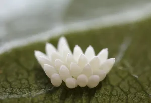 Insect eggs on a rose leaf, highly enlarged