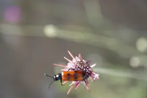 Insect feeding on a flower in nature