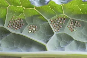 Insect indeterminate, eggs, on palm kale (Brassica oleracea var)