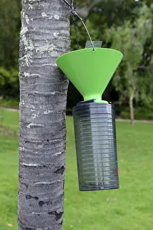 Insect trap on a tree, on the Isole di Brissago