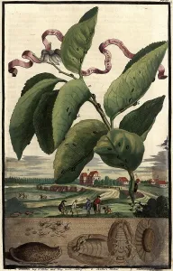 (Insecta) malorum arantiarum et limoniarum and bridges at St