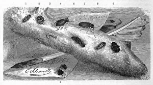 Insects, 1-2. cabinet beetle, Anthrenus museorum