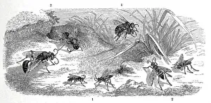 Insects, 1-2. common spider wasp
