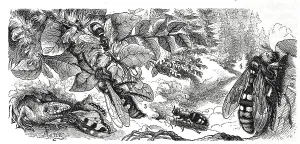 Insects, 1-2. European spider ant