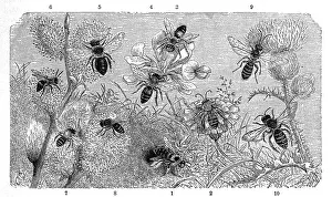 Insects, 1-2. pantalon bee (Dasypoda hirtipes)