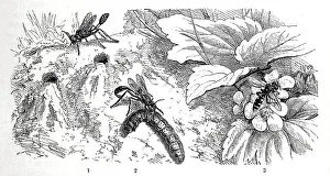 Insects, 1-2. red-banded sand wasp (Ammophila sabulosa)