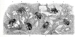 Insects, 1, 2. rough-haired furry bee