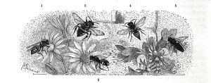Insects, 1-2. white-spotted wasp bee