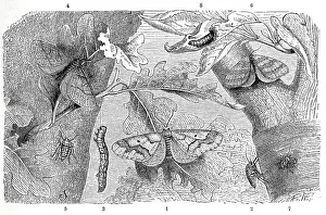 Insects, 1-3. mottled umbers (Erannis defoliaria) is a species of the moth (Operophtera brumata) family