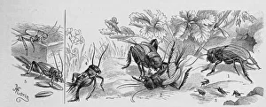 Insects, 1-4. field cricket (Gryllus campestris)