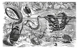 Insects, 1-5, fringed filamentous water beetle