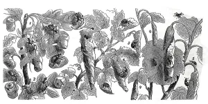 Insects, 1. aster weevil, Attelabus curculionoides