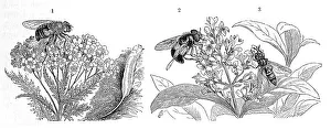 Insects, 1. dronefly (Eristalis tenax)