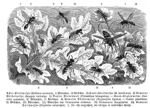 Insects, 1. field digger wasp (Mellinus arvensis)