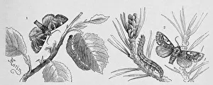Insects, 1. field owl, Cosmia diffinis