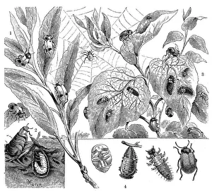 Insects, 1. four-spotted sac beetle