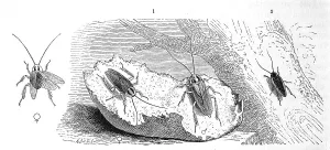 Insects, 1. German cockroach, Blatta germanica