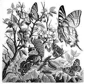 Insects, 1. glider butterfly, Papilio podalirius