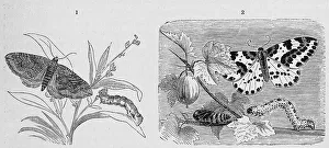Insects, 1. goosefoot moth, Larentia chenopodiata