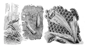Insects, 1. grain moth, Tinea granella together with caterpillars